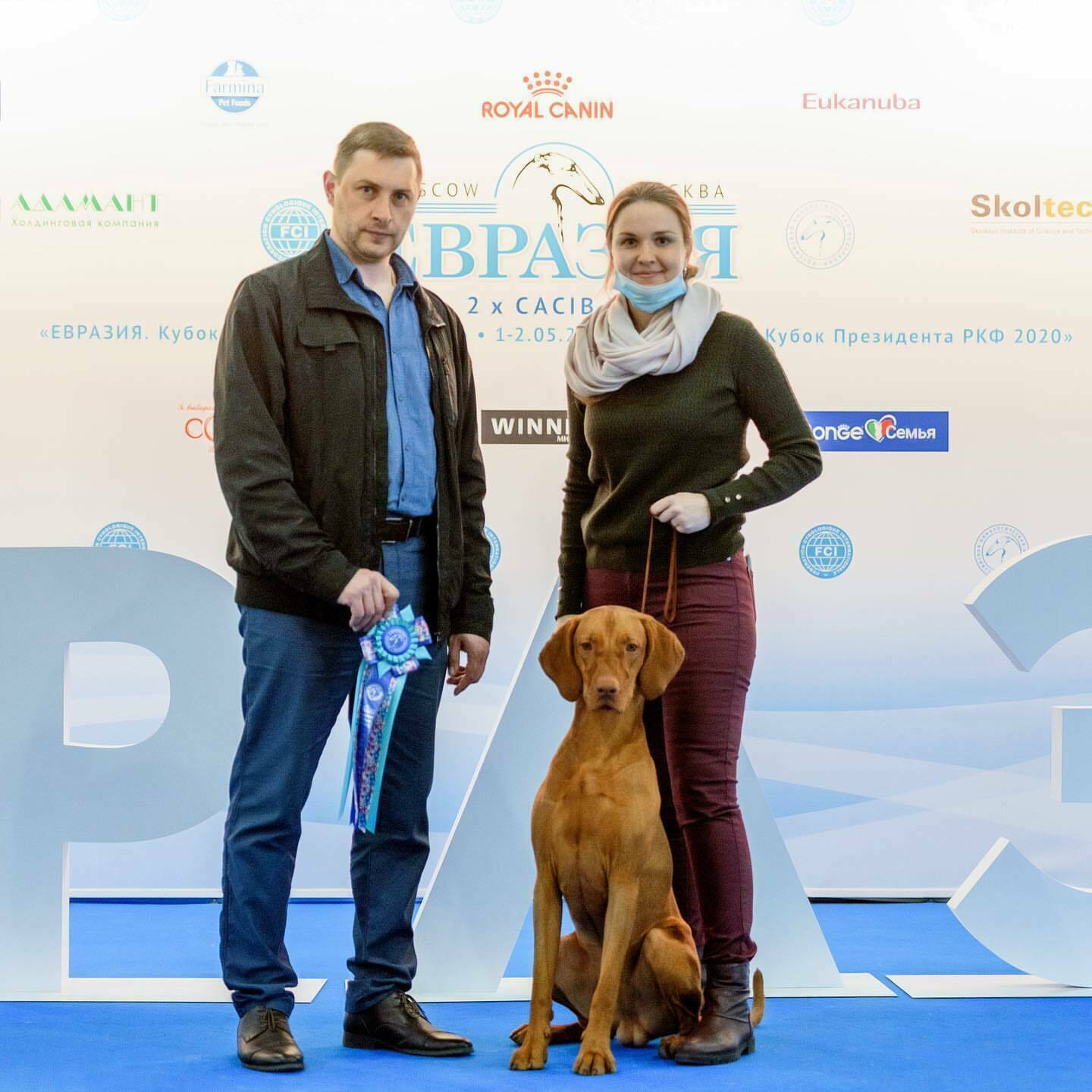 Кавалер кинг-чарльз-спаниель