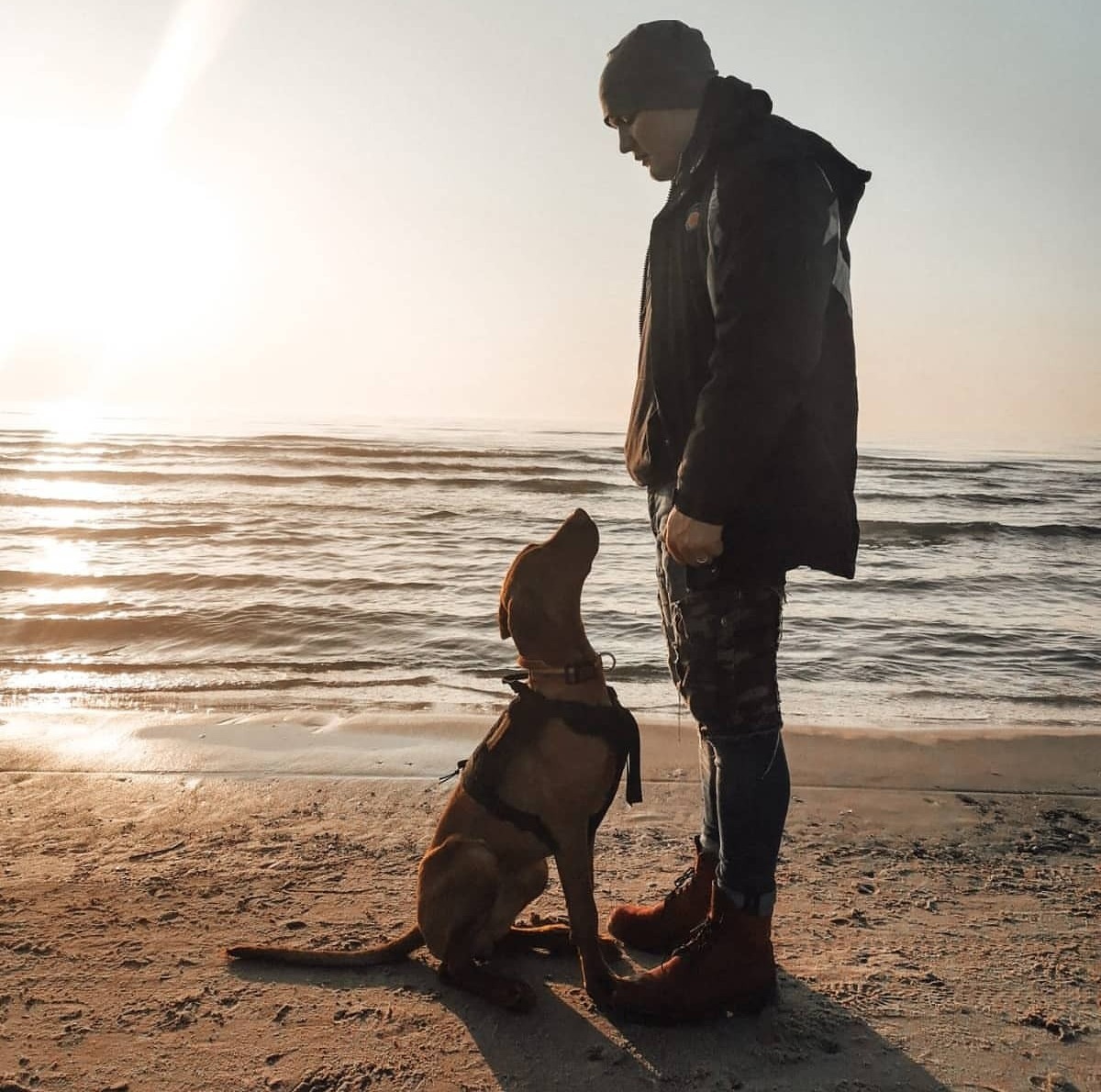 Кавалер кинг-чарльз-спаниель