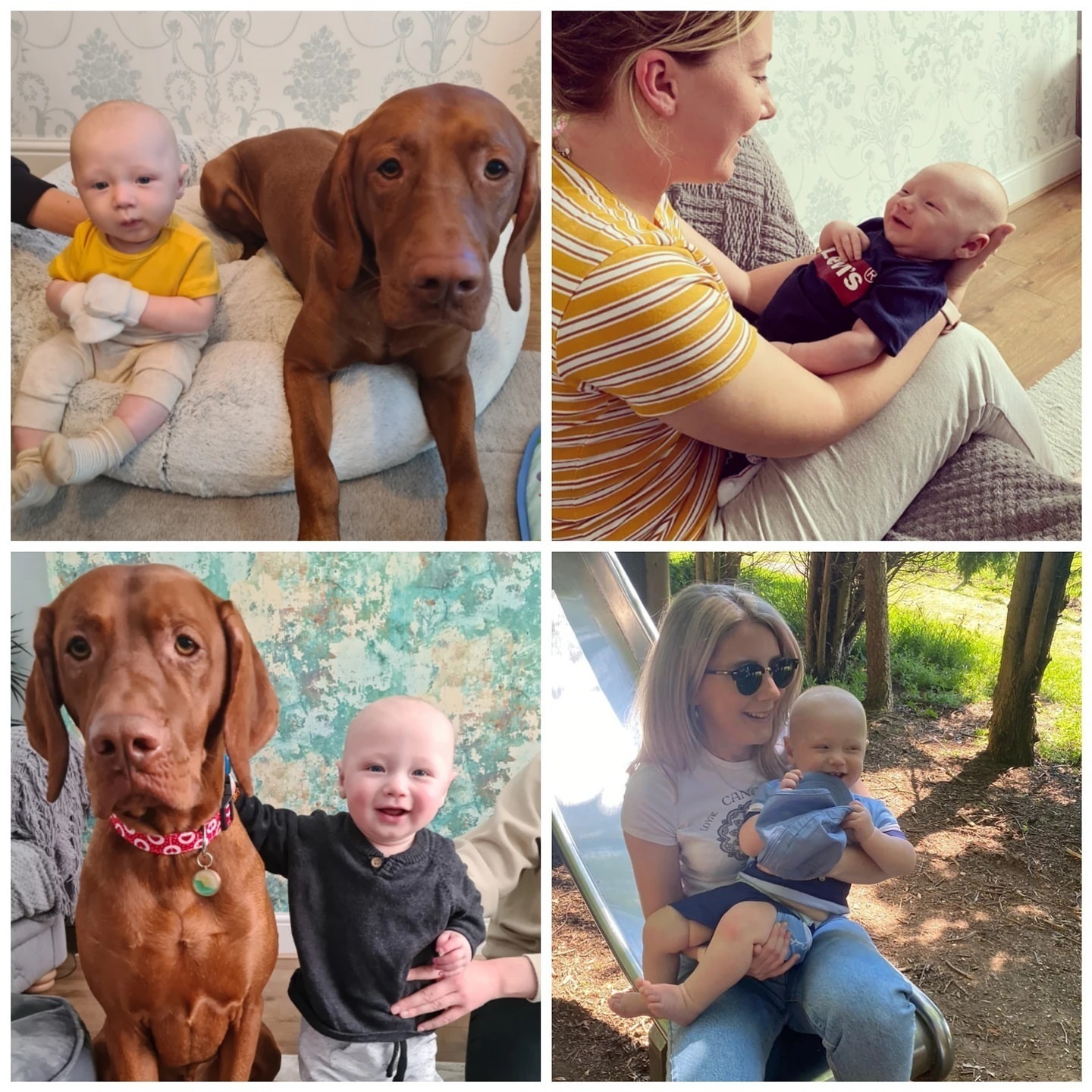 Кавалер кинг-чарльз-спаниель