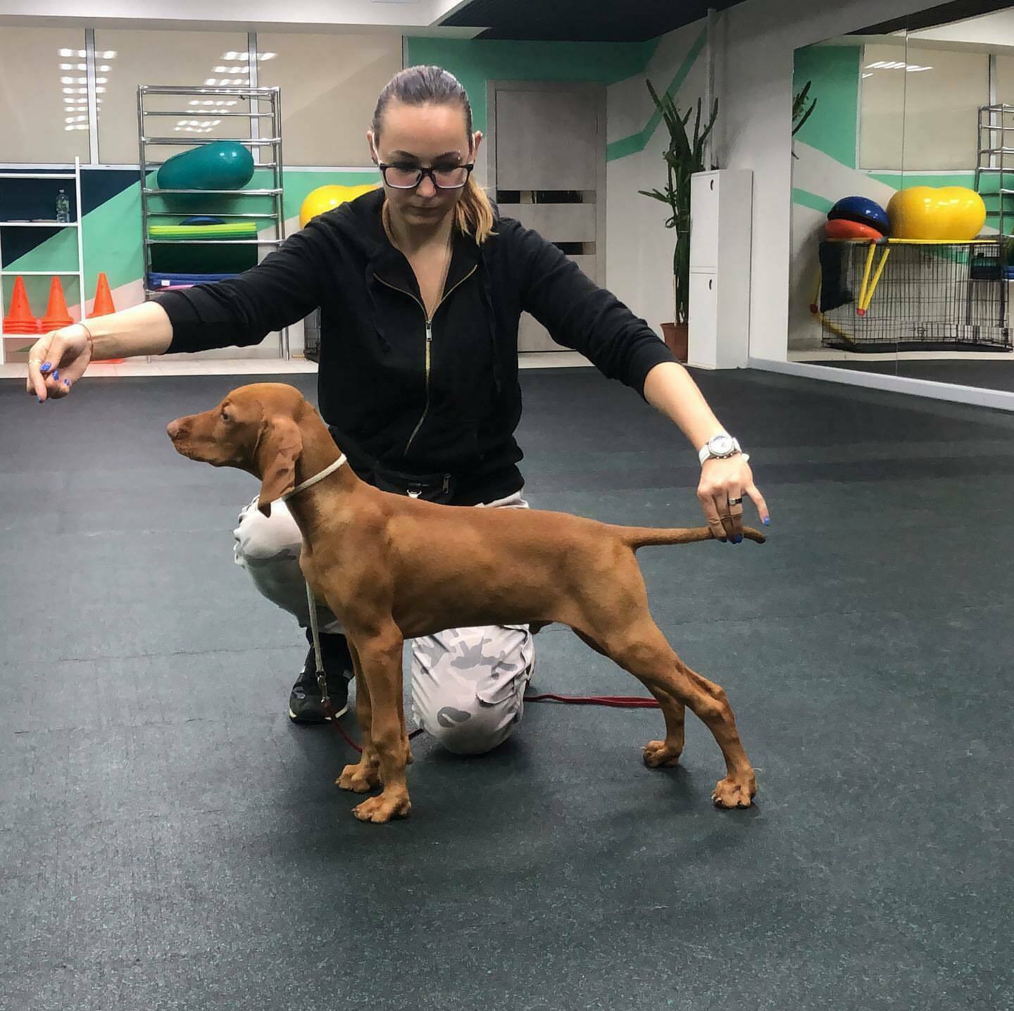 Кавалер кинг-чарльз-спаниель